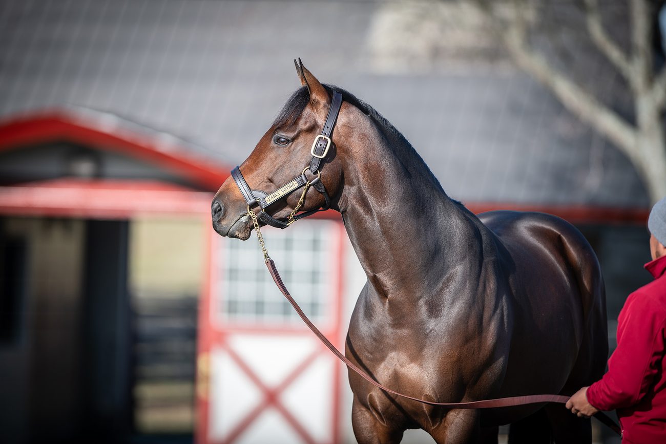 Early Voting, a dark bay stallion, stands in profile wearing a halter with his name plate while a handler in a red jacket holds the lead.