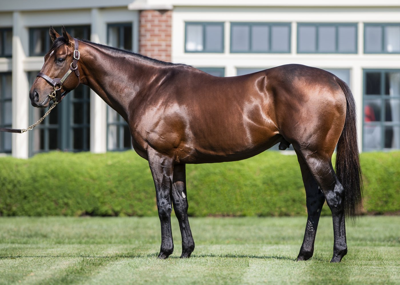 Flightline, a bay stallion, stands in profile on grass in front of the stallion complex at Lane's End.
