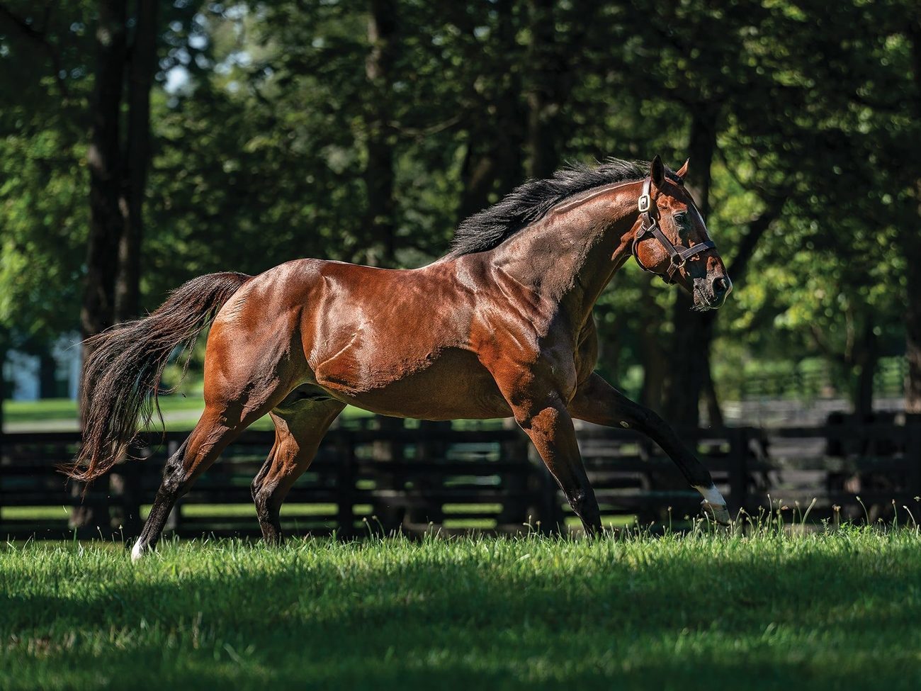 Golden Pal, a bay stallion, gallops across his paddock in front of a black plank fence and shade trees.