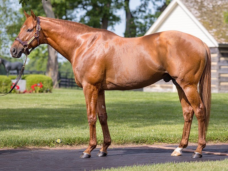 Gun Runner, a chestnut stallion, stands in profile on a brick walkway beside the grass at Three Chimneys Farm.