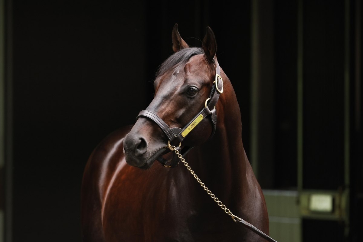 Gunite, a dark bay stallion in a leather halter, photographed against a dark background at the barn.
