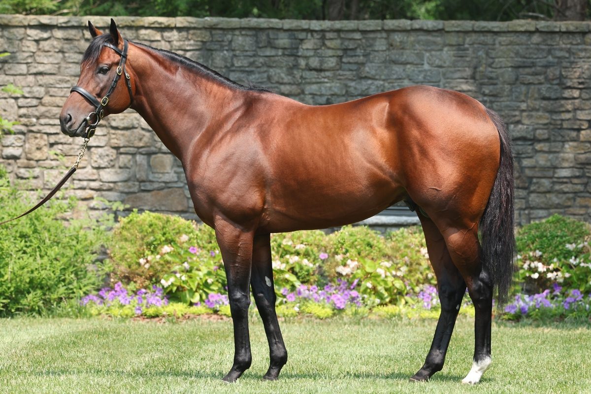 Jackie's Warrior, a bay stallion, stands in profile on a lawn in front of a stone wall and flower beds.