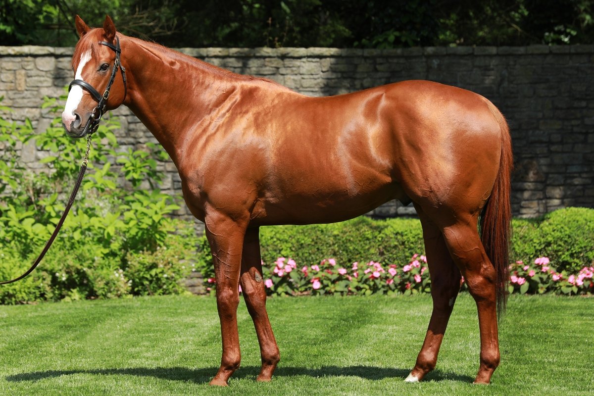 Justify, a chestnut stallion with a white blaze, stands in profile on grass in front of a stone wall and flower bed.