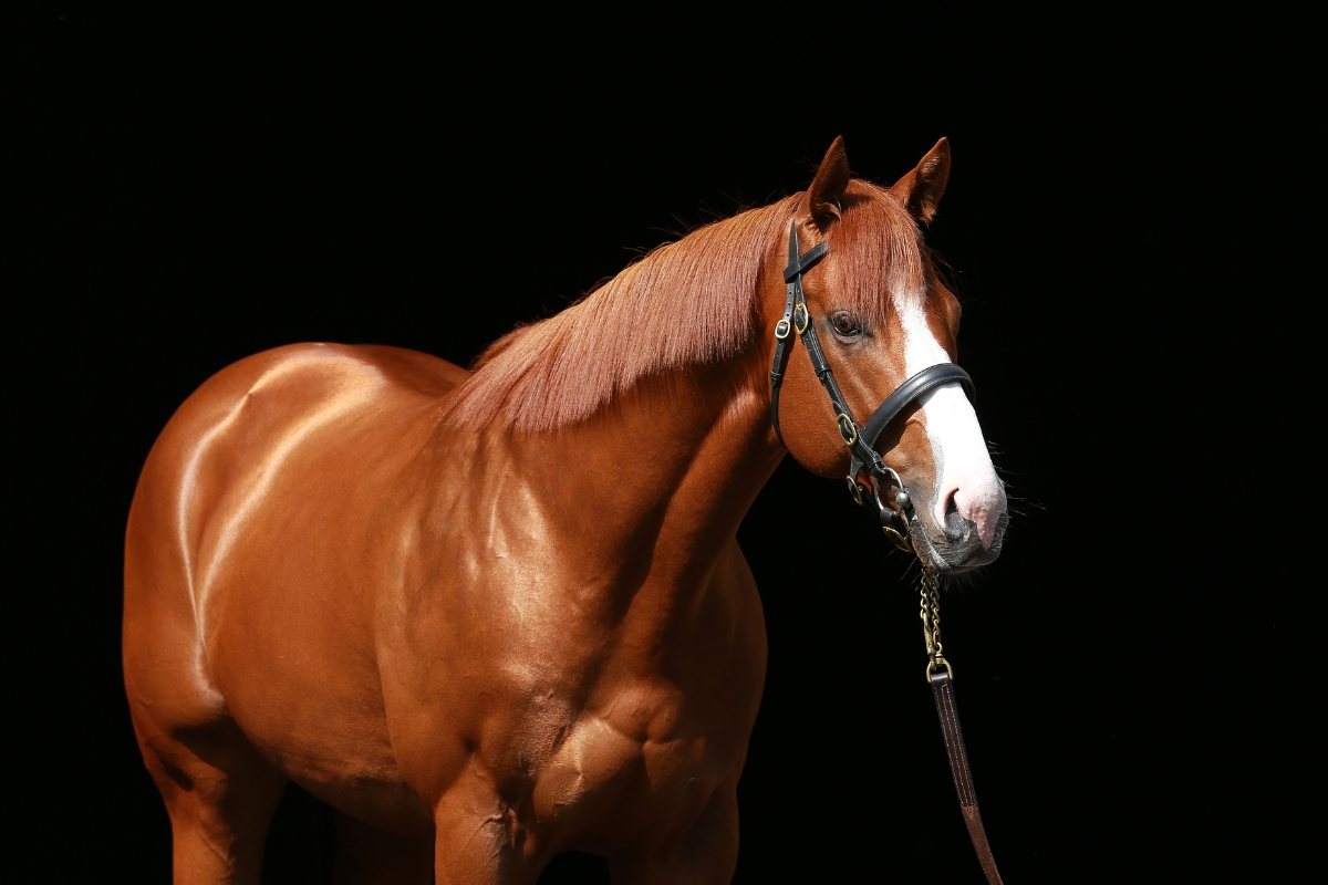 Justify, a chestnut stallion with a broad white blaze, photographed against a black background.