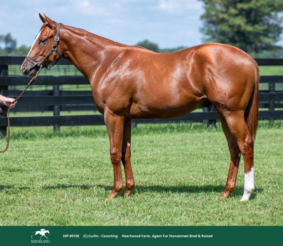 Hip 158, a chestnut colt by Curlin out of Cavorting, standing in profile on grass in front of a black board fence.