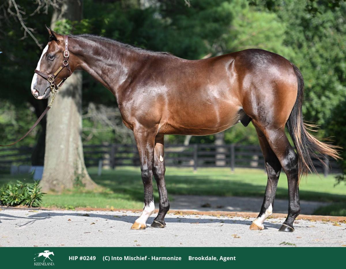 Hip 249, a bay colt by Into Mischief out of Harmonize, standing in profile on a path beside a lawn.