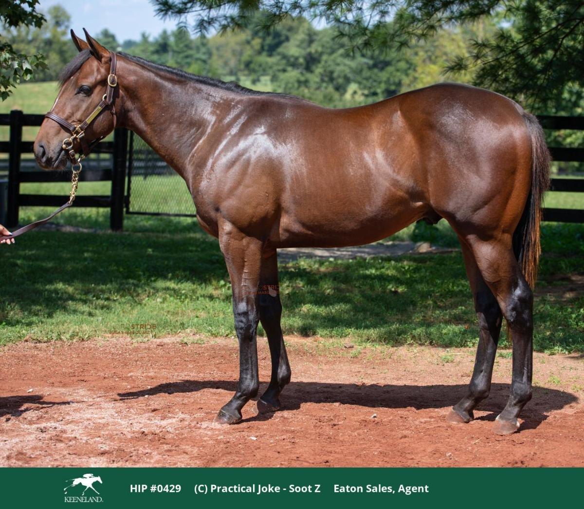 Hip 429, a bay yearling by Practical Joke out of Soot Z, standing in profile on a dirt path beside a black board fence.