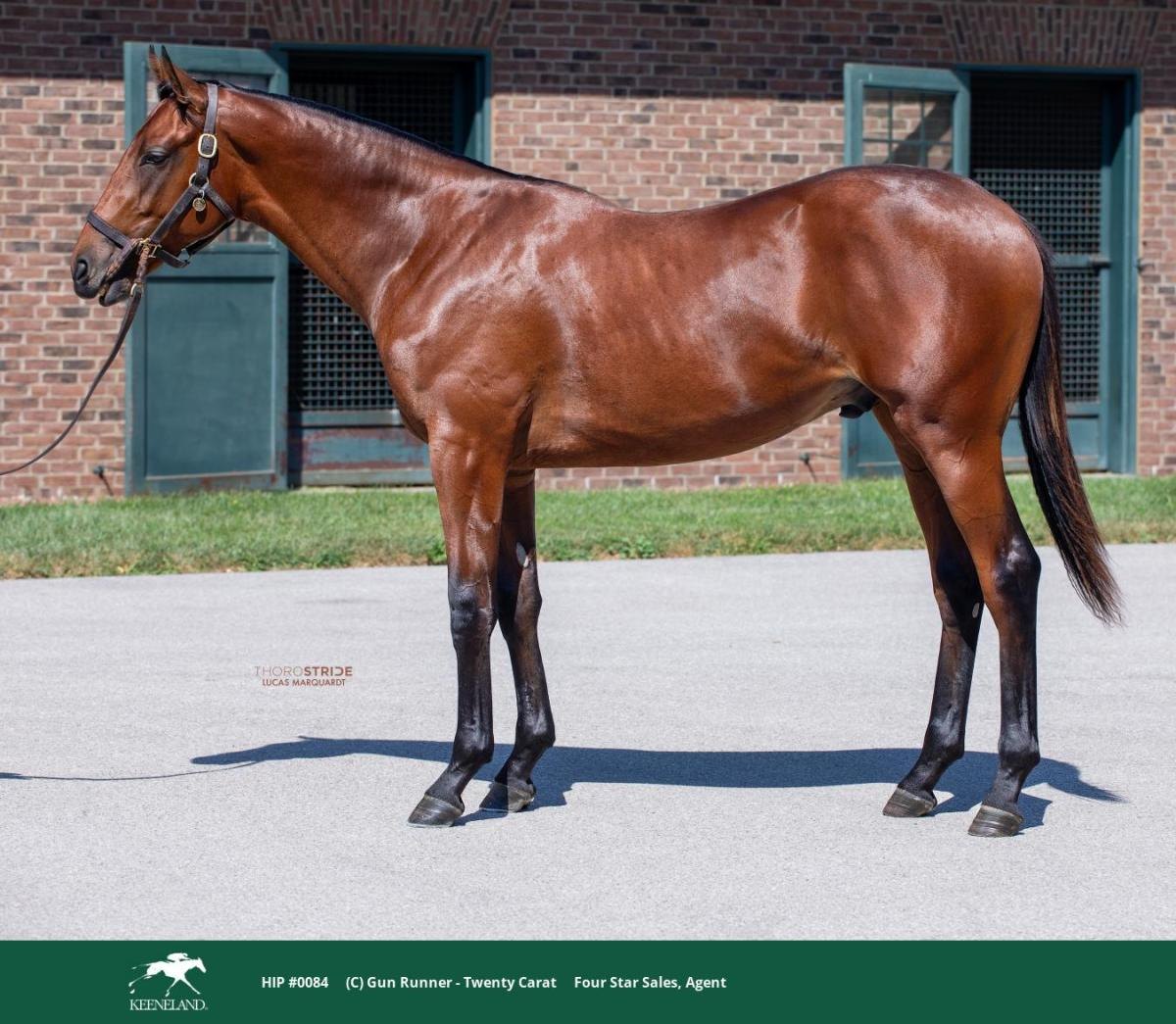 Hip 84, a bay colt by Gun Runner out of Twenty Carat, standing in profile on pavement in front of a brick barn.