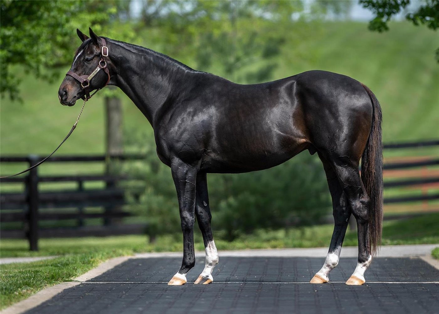 Not This Time, a dark bay stallion, stands in profile on a paved walkway in front of a black board fence.