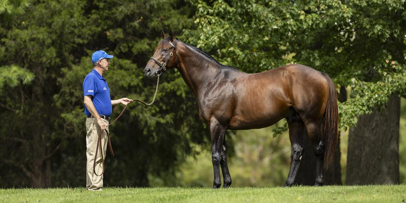 Nyquist, a bay stallion, stands in profile on the grass while a handler in a Darley shirt holds his lead.