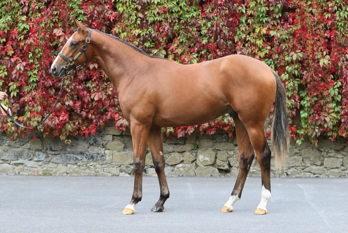 Lot 260, a bay Justify colt with a white face marking and white socks behind, stands in profile on tarmac in front of a wall covered in red and green creeper.