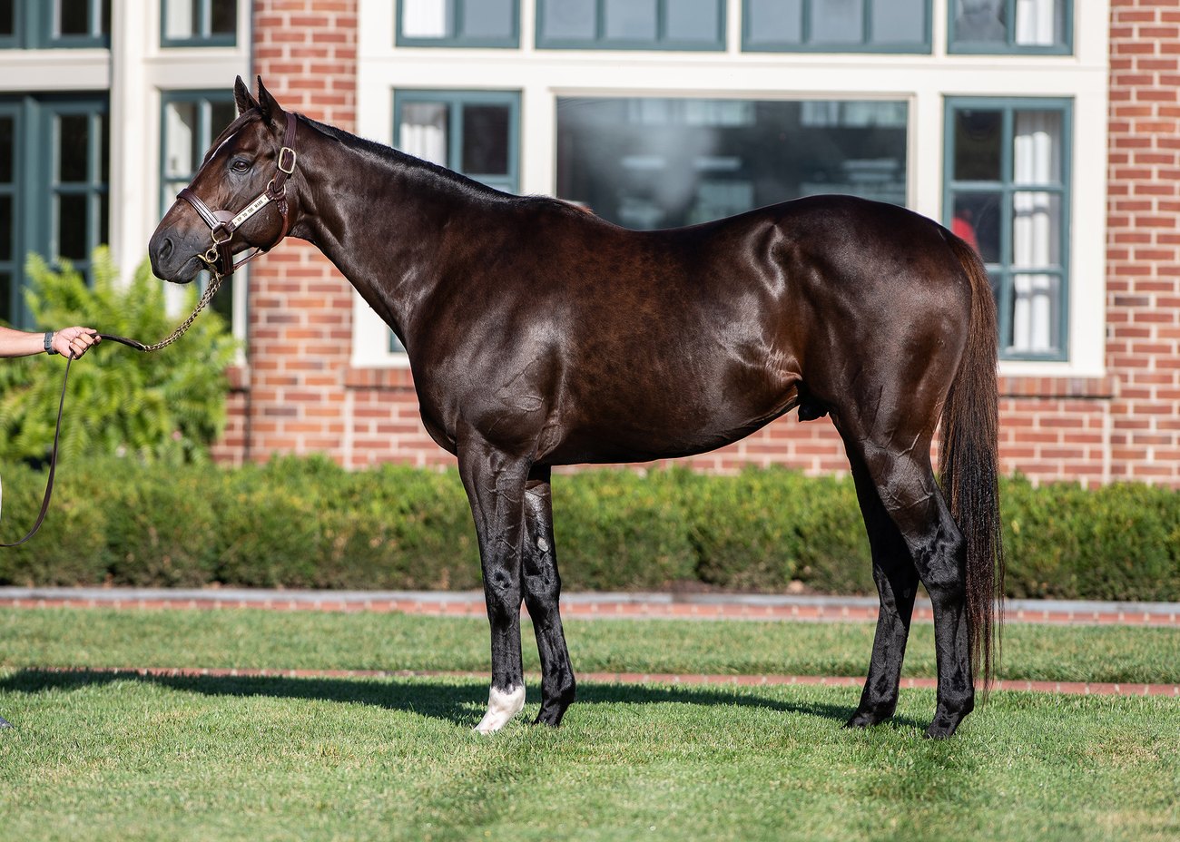 Up to the Mark, a dark bay stallion, stands in profile on the grass in front of a brick stallion barn.