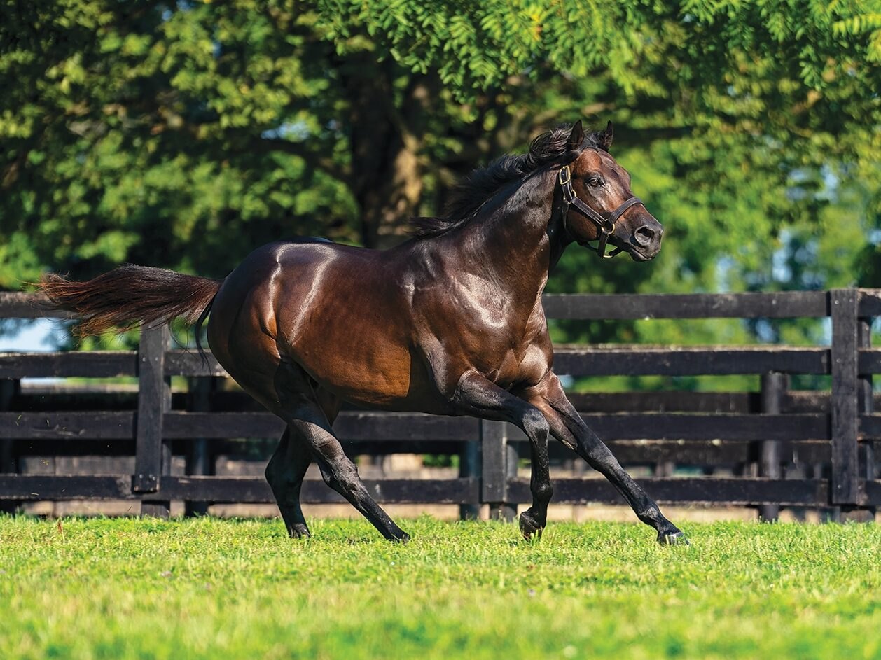 Yaupon, a dark bay stallion, gallops across his paddock inside a black plank fence.