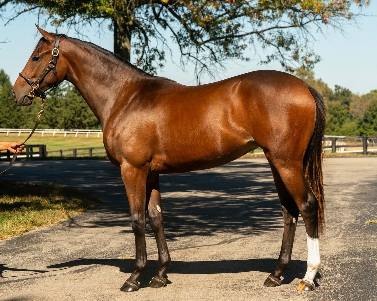 Hip 1464, a bay filly by Upstart out of Murrells Inlet, standing for a conformation photograph.
