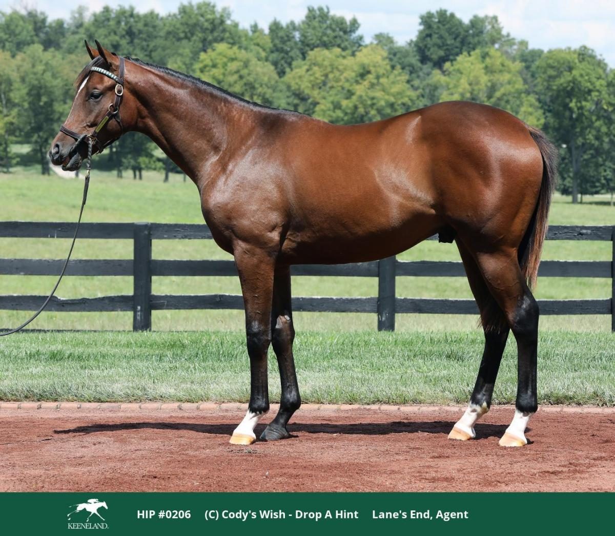 Hip 206, a dark bay or brown colt by Cody's Wish out of Drop a Hint, standing for a conformation photograph.