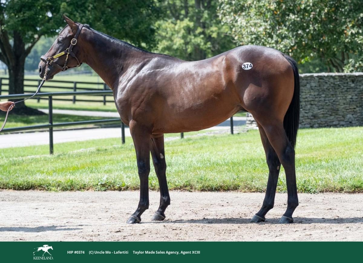 Hip 374, a bay colt by Uncle Mo out of Lafertiti, standing for a conformation photograph.