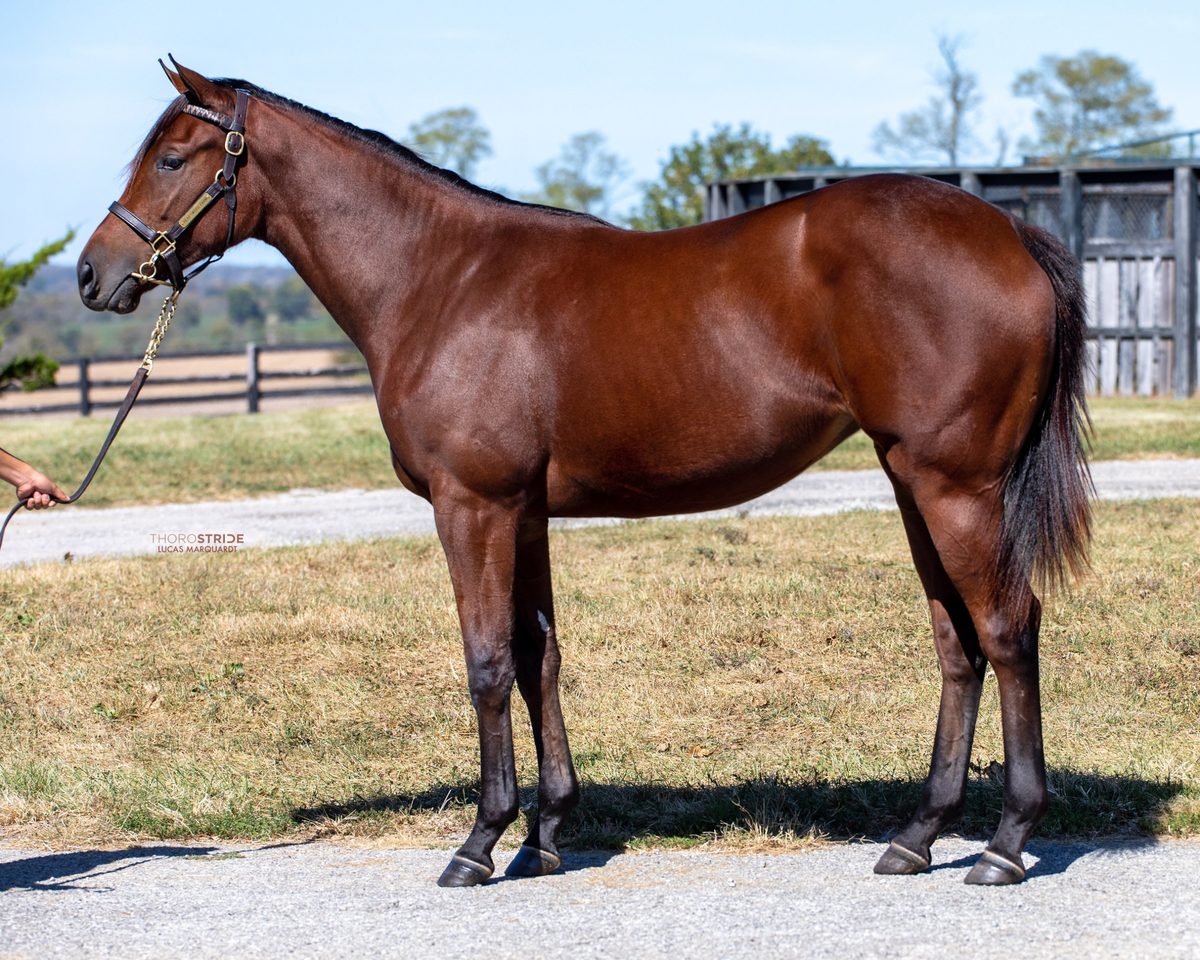 Hip 426, a bay filly by Uncle Mo out of Velvet Crush, standing for a conformation photograph.