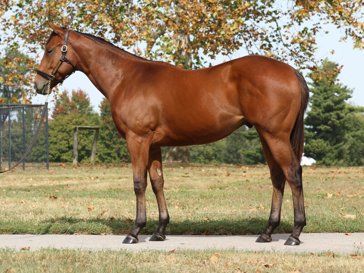 Hip 676, a bay colt by Into Mischief out of Brielle's Appeal, standing for a conformation photograph.